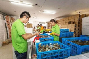 數字浪潮中的鄉村振興 電商交易額創新高，羽絨產品暢銷海外